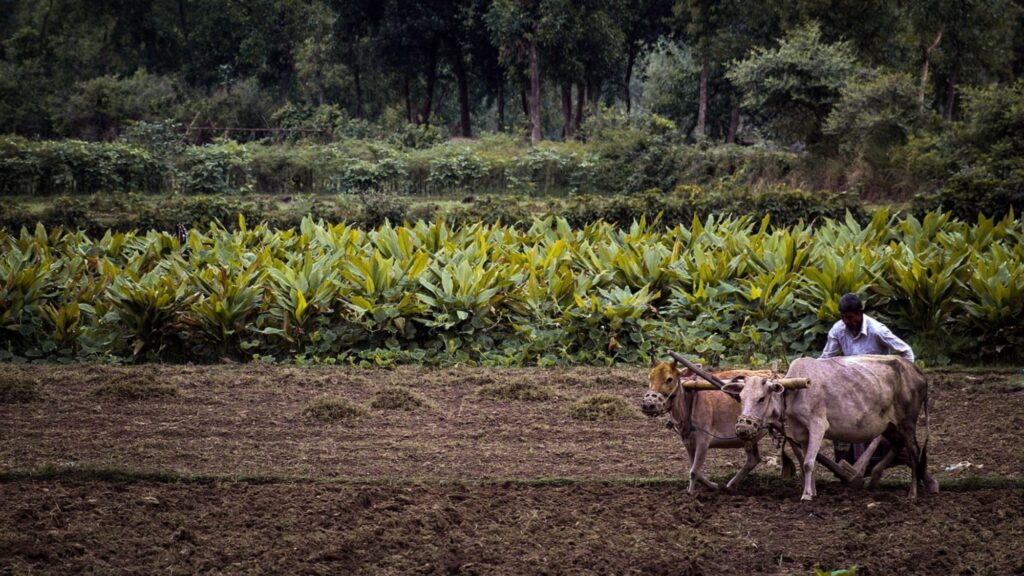 Farmer Loan 
