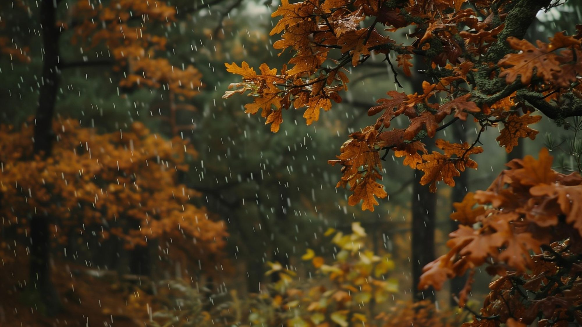 पूर्व विदर्भात जोरदार पावसाचा इशारा; नागपूर, चंद्रपूर, गोंदियात ‘ऑरेंज अलर्ट’, पाहा लाईव्ह हवामान अंदाज आजचा